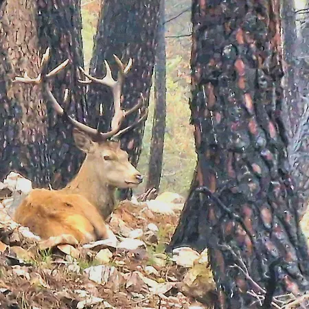 Nyaraló La Botica Del Lobo *