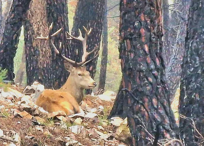 Vakantiehuis La Botica Del Lobo *