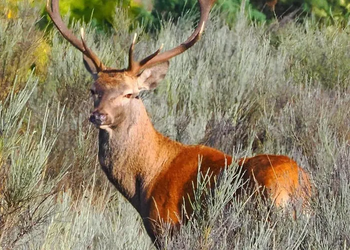 Vakantiehuis La Botica Del Lobo *