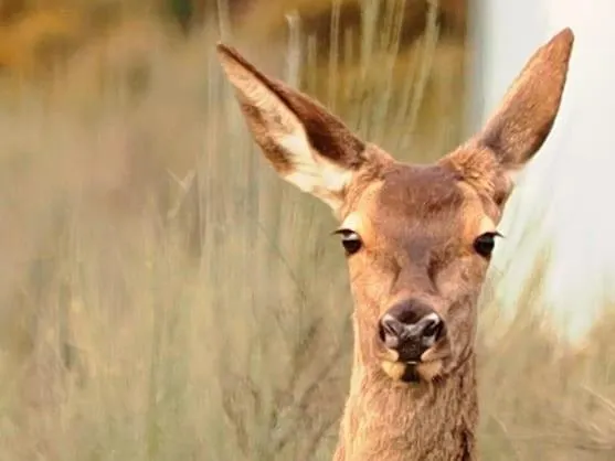 Vakantiehuis La Botica Del Lobo
